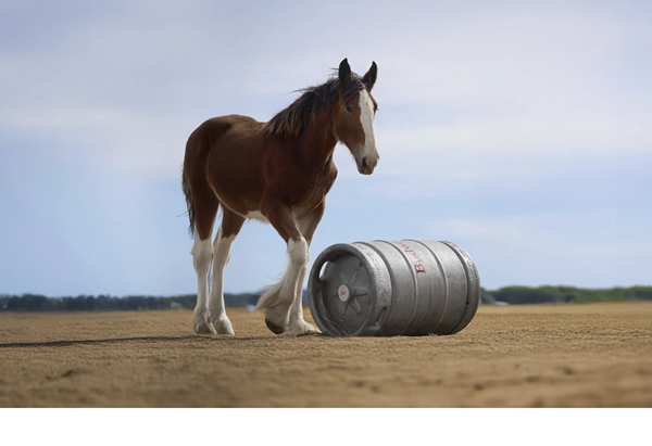 Advertisers pay record prices to get your attention during the Super Bowl