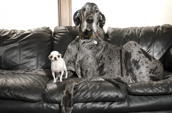 World's tallest and smallest dogs meet for a playdate 
