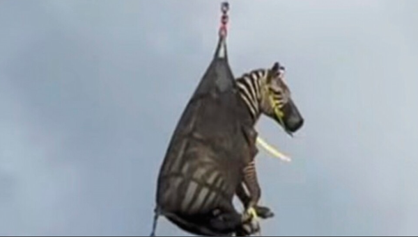 Runaway pet zebra that eluded capture for days airlifted in Tennessee
