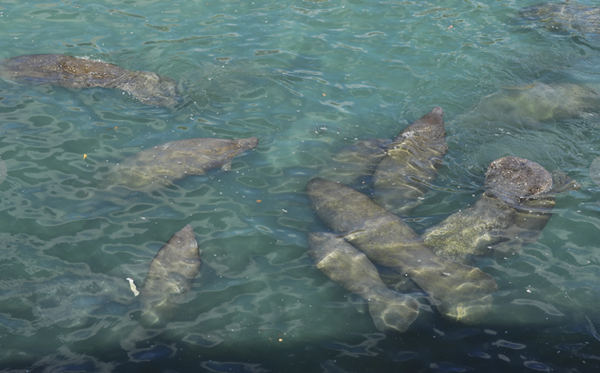 Manatees gathering near Florida power plants during winter storm chill