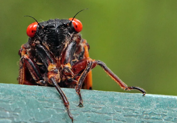 First reports of cicada invasion in South Carolina; here soon?