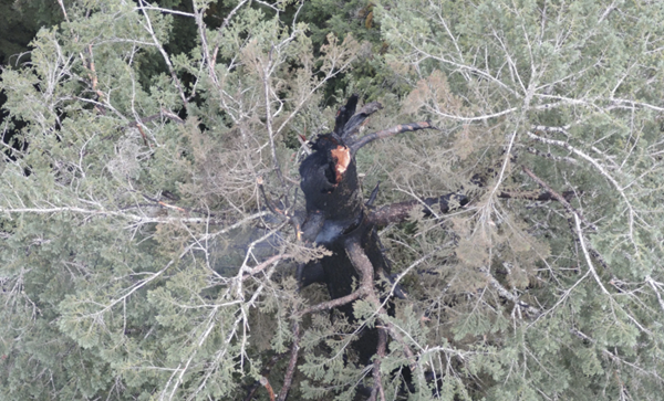 One of world's tallest trees on fire in Oregon