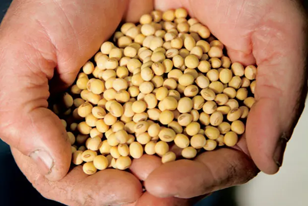 Illinois now has an official state bean