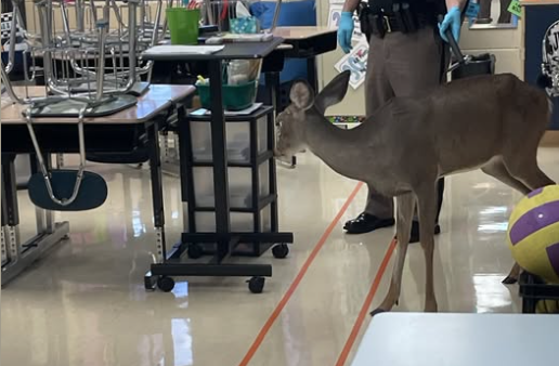 Two incidents of deer acting strangely reported in Graves County