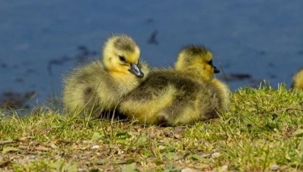 Young wildlife should be left alone, officials say