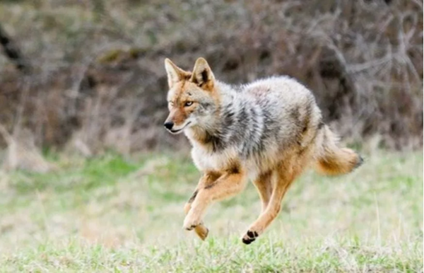 It's time of year for increased sightings of coyotes in Kentucky