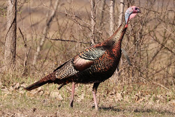 Volunteers sought for Illinois wild turkey survey