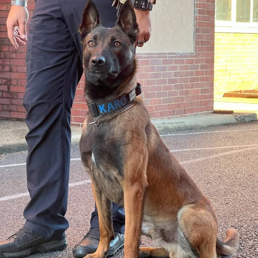 Paducah Police K9 Karo to receive donation of body armor 