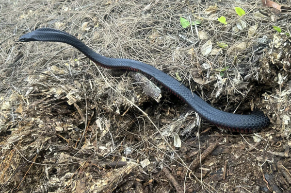 Australian man finds 102 venomous snakes in his mulch pile