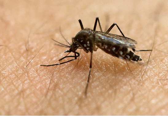 Mosquitos in Massac County test positive for West Nile Virus