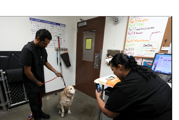 Some pet microchips may not be active after Texas company closes