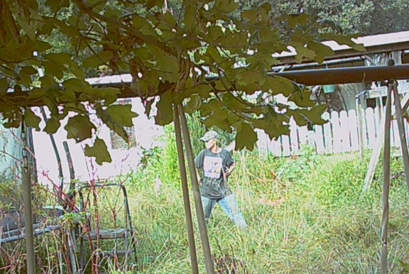 Graves deputies seek identity of theft suspect caught on camera 