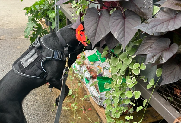 Trained dogs search for spotted lanternflies in Tennessee