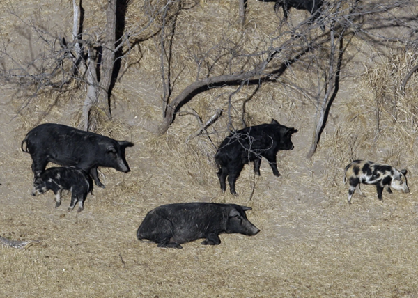LBL officials ramping up helicopter flights to eradicate wild hogs