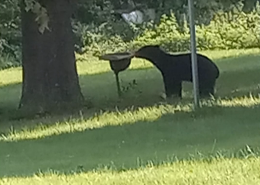 Black bear spotted in southern Illinois