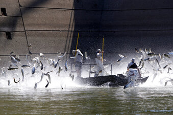 From 'carp' to 'copi': unpopular fish getting a makeover