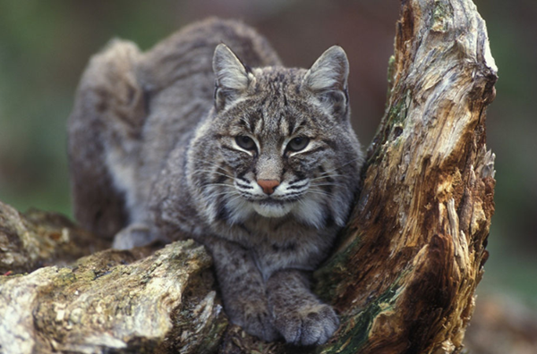 Illinois concludes bobcat hunting season