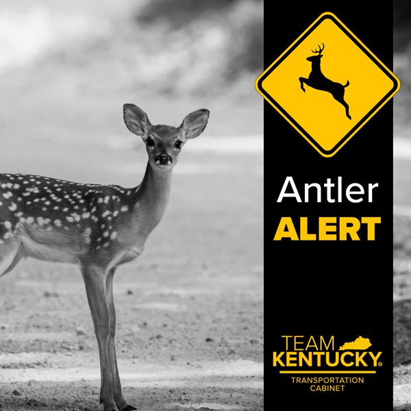 Kentucky enters peak season for collisions involving deer