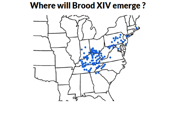 This year's cicada invasion will not include our end of Kentucky