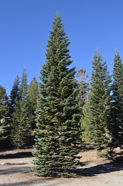 Capitol Christmas tree will stop in Paducah en route to Washington