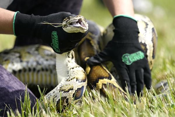 230 pythons removed during annual Everglades roundup
