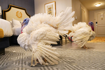 Biden spends 81st birthday honoring White House tradition of pardoning Thanksgiving turkeys