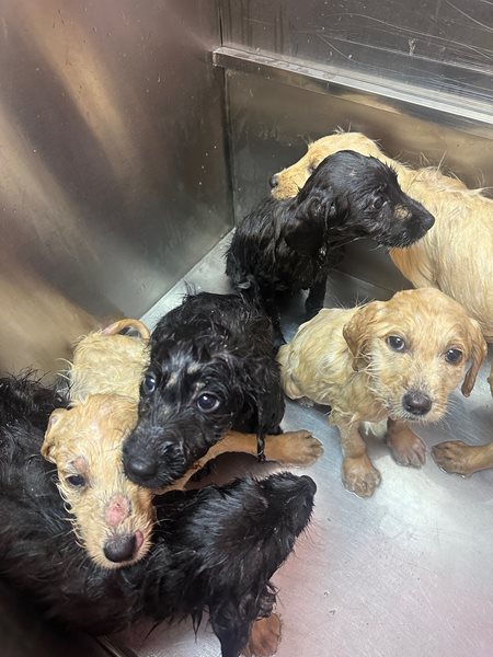 Animal abuse case in McCracken County being investigated 