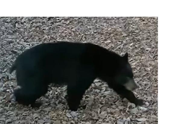 Young bear may be a permanent resident of LBL in Tennessee