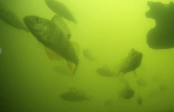 Quirky website that lets viewers help fish is a hit with millions 