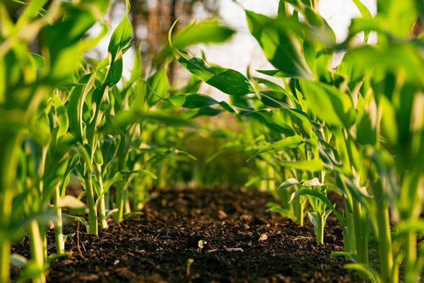 Calloway County to receive ag loan for beginning farmers