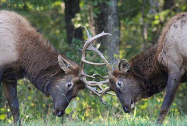 Thinning the herd: Forest Service moves 43 of LBL's elk to West Virginia