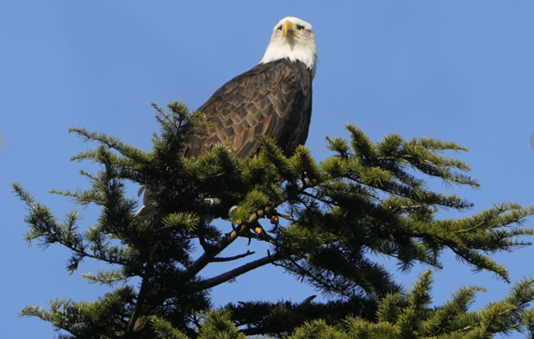 Bald eagles coming off of endangered species lists after being threatened in 1970s