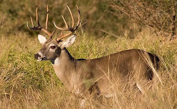 Missouri reports 243 new cases of chronic wasting disease in deer