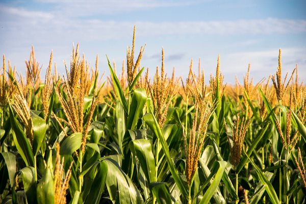 US, Mexico still far apart over corn import ban
