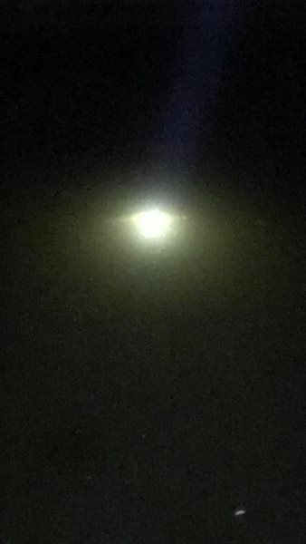 Alligator mystery solved at Mike Miller Park