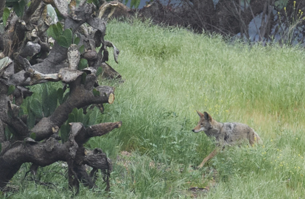 After L.A. fires, burned hillsides quickly go back to nature