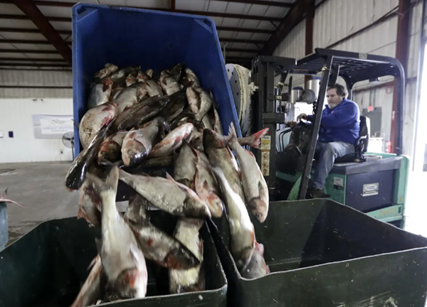 Two Rivers Fisheries to buy Cairo property and process invasive carp on Mississippi River