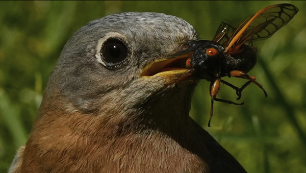 Western end of state left out of this year's Kentucky cicada invasion