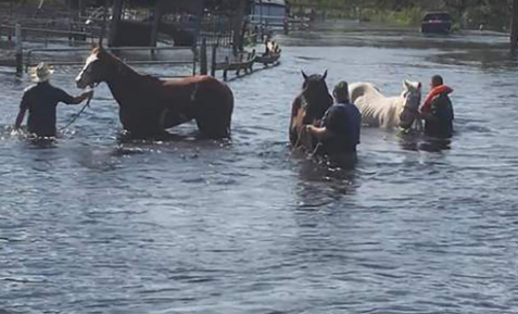 Local group seeks donations to help Helene flood victims with horses, pets