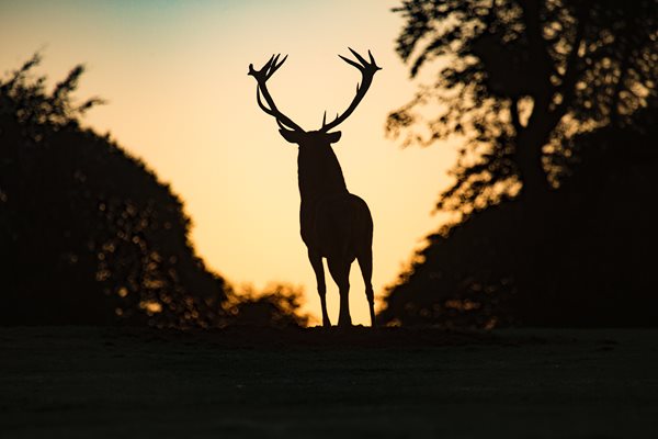 Five western Kentucky counties back under surveillance for deer disease