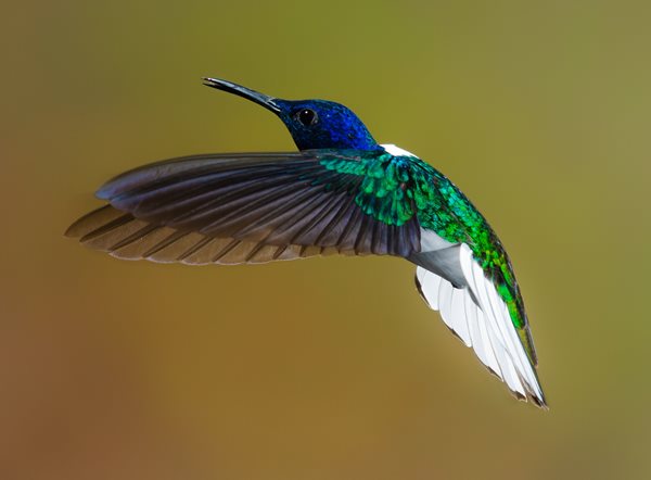Annual Hummingbird Festival this weekend at LBL
