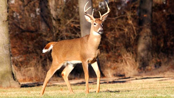 Bill seeks to move KY Fish and Wildlife control from Beshear to Department of Agriculture