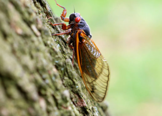 This year's cicada invasion will not include our end of Kentucky