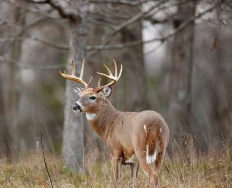 Hunters ordered to pay $120,000 in federal court for poaching deer in southern Illinois