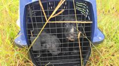 Puppies discovered in abandanoned crate on Paducah roadside