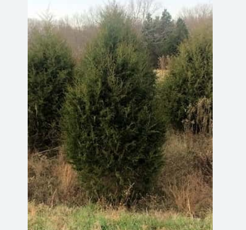 Free cedar Christmas tree available again at LBL