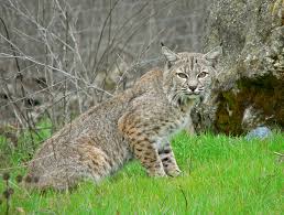 Bobcat hunting season open in Kentucky