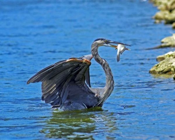 LBL's wildlife refuges back open to visitors
