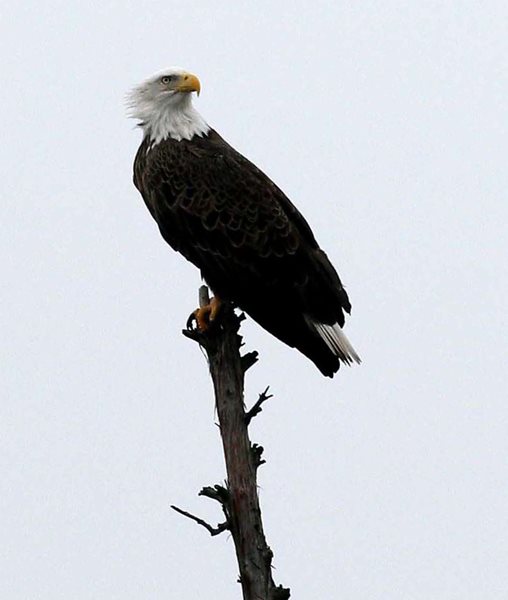 LBL offers eagle viewing cruises in January